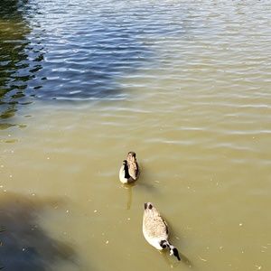 Meet your Posher, Tenille